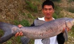 天元教练黄杰作钓钟祥水库渔获丰 钓获68斤大青鱼
