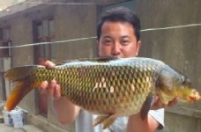 江河湖库野钓大鲤鱼（附窝料制作过程技巧）