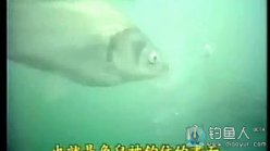浮钓鲫鱼——水下不同渔汛对应的漂相 [视频]
