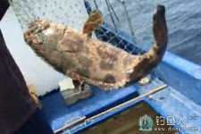 深海船钓大石斑上鱼全过程 [视频]