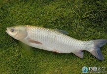 钓草鱼咬钩的浮漂标相特征详解