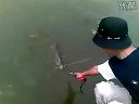 江湾路亚出巨物，大翘嘴手到擒来 [视频]