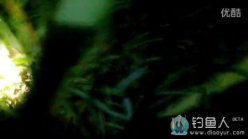 夜钓野塘擒获塘角大鲶鱼 [视频]
