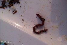 红虫夹穿蚯蚓技巧,钓友分享最新方法