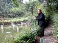 老者野塘线虫钓鲶鱼和大板鲫 [视频]