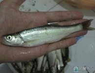 钓鱼高手传授大家钓白条的技巧