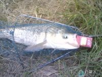 夏季飞钩钓鲢鳙的三要三不要技巧