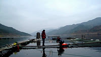 筏钓万峰湖，狂拉翘嘴很疯狂 [视频]