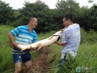燕子湖钓上巨型胖头鱼,重48.4斤身长一米四