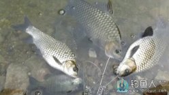 路亚白龙湖，获中华倒刺鲌白条马口 [视频]