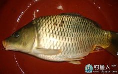 鲤鱼食性以及钓鲤鱼的时间、钓饵和诱饵技巧