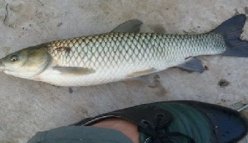 秋天水库钓草鱼的技巧（选点、打窝、钓饵、钓具）