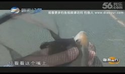 《渔我同行》之邂逅希尔顿 第246期 化老获稀有桃花鱼9