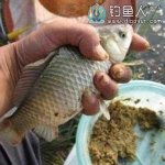 秋季钓鲫鱼该如何用饵料？技巧和饵料配方