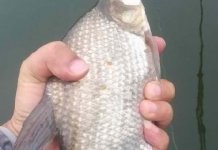 湖上围岔作钓杆竟折,钓得鳊鱼草鱼鲶鱼连连