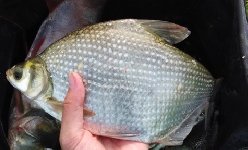 白洋淀半野生塘垂钓,斩获鲢鳙鳊鱼解毒