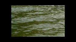 游钓世界之老鬼湖南行皂市水库钓翘嘴（二）[视频]