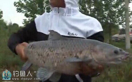 天元钟祥搏大鱼（五）神抄跑鱼后又斩大青鱼 [视频]