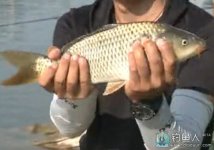 天元王稳西北黑坑篇（一）初探狂拉鲤鱼 [视频]