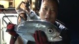 《海洋战士》大马战金枪鱼 2014-09-15 [视频]