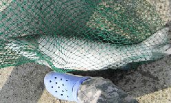 再打北汀浜回马枪,大战草鱼鳊鱼连连胜