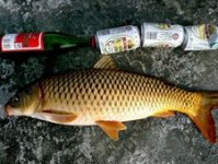 秋季水库台钓巧溜大鲤鱼 [视频]