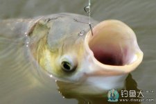 恒口水库手竿钓获鲢鳙鱼35斤 [视频]