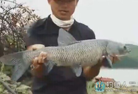 《江湖行》风雨战青草 明山水库斩大青鱼 20141001 [视频]
