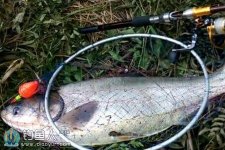 秋天用海竿在水库钓浮斩获15斤大鲢鳙 [视频]