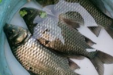 海安某河野钓 用蚯蚓钓获野生草鱼和大板鲫