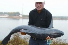 在黑坑台钓用手竿巧溜20斤大青鱼全过程 [视频]