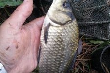 酒米蚯蚓草洞钓野生大鲫鱼的最佳组合