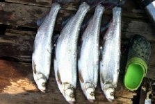 探钓广东乳源南水湖国家湿地公园获翘嘴鳊鱼