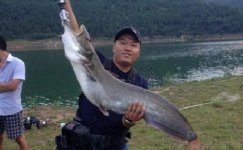 升钟湖水库钓友路亚到米级大鲶鱼并放生