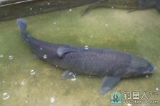5.4米钓竿在水库台钓获大青鱼 [视频]