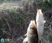 初冬钓鲫鱼的一些技巧(时机、钓点、钓位)