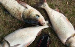 海竿飞钩浮钓鲢鳙的技巧（附鲢饵料配方）