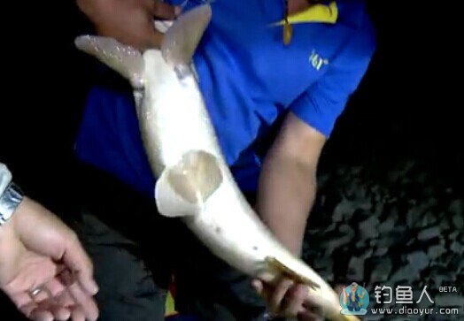 水库之战第08集：易水湖搏巨鲤鱼（二）夜钓 [视频]