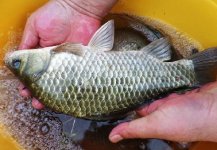 长寿湖浅边野钓水草 斩大板鲫黄颡鱼鳜鱼丰收