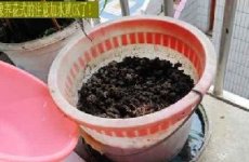 钓鱼专用的水桶水盘饲养蚯蚓技巧 [图解]