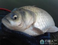 初冬垂钓养殖塘拉饵爽钓大鲫鱼 [视频]