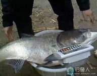 辽宁大连钓友爆钓58斤巨型鲢鳙鱼 [视频]
