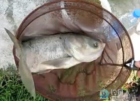 水牛城渔乐园陈平战鲢鳙鱼全过程 [视频]