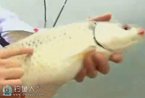 《就这样钓鱼》广东冬钓库 五点梅水库钓罗非 141114