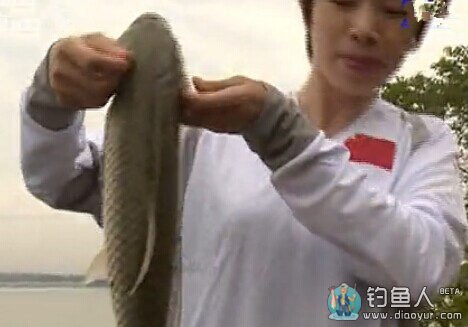 王桂龙武汉梁子湖斩草鱼连竿爆护 [视频]