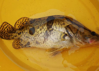 续钓长寿湖斩鳜鱼和野生大鲶鱼