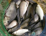 冬季咸宁钓友水库台钓小鲫鱼 [视频]