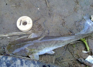 野河钓鱼忘带浮漂 现场diy浮漂钓野生鲶鱼