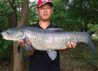 昆山巴城一野塘钓获25斤大青鱼全过程