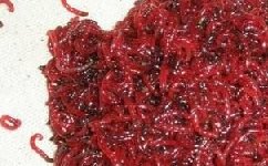 冬季使用红虫做饵料的一些适用技巧